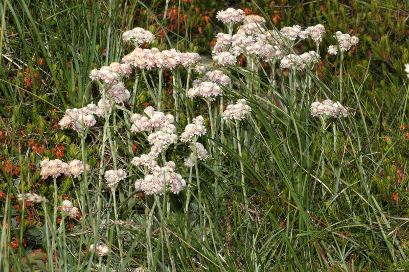 Antennaria dioica vs Antennaria carpatica